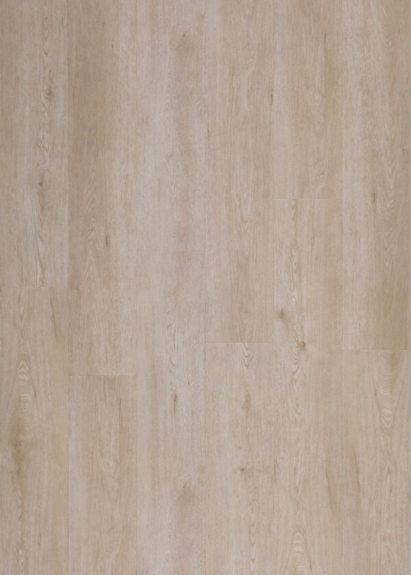EEW913 Helena Oak